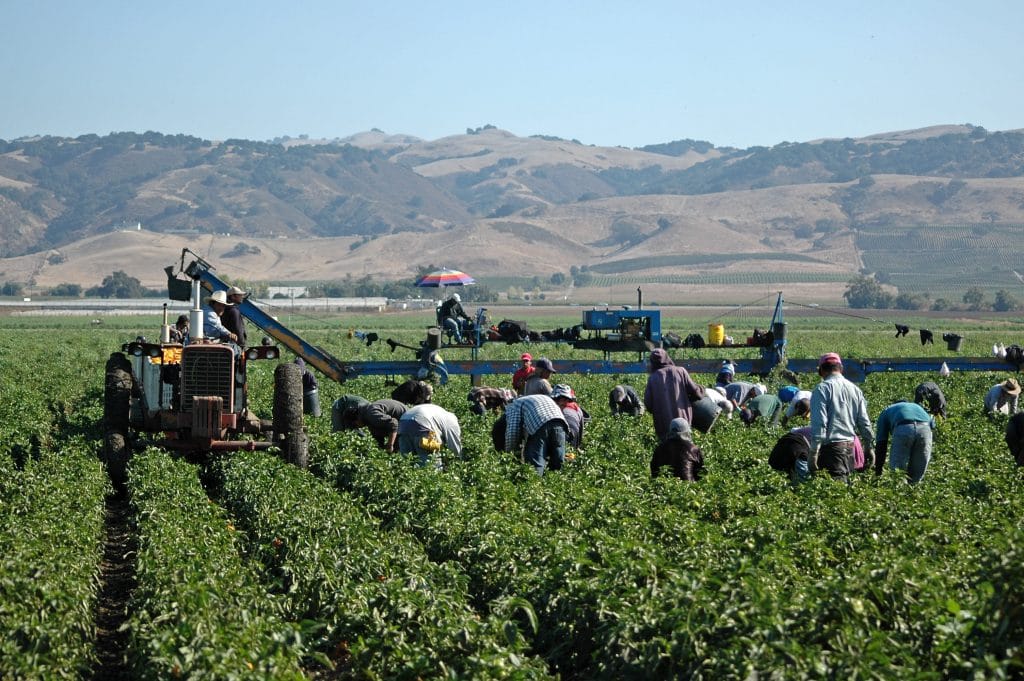 Agricultores en el campo junto a máquinas de recolección.