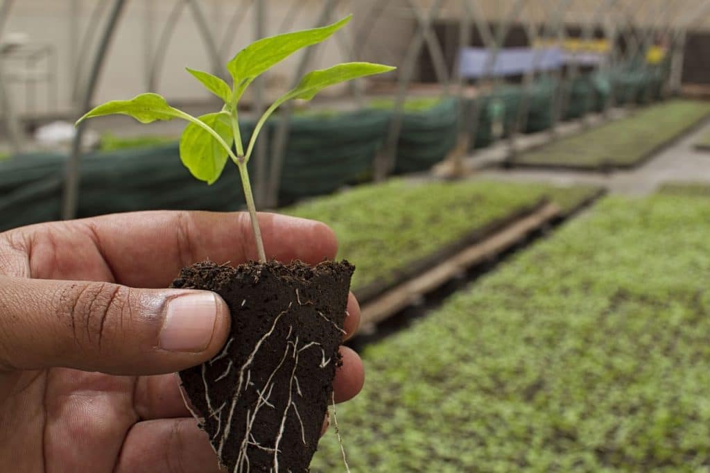 La agrotecnología se perfila como el aliado más destacado para mantener el nivel de bosques de la región sin dejar de atender la demanda de alimentos.