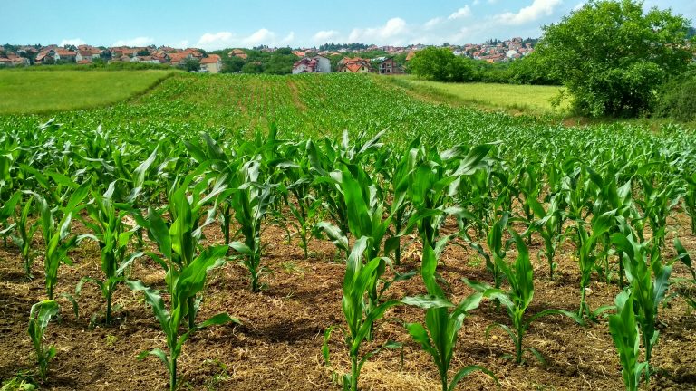 Conoce algunos precepctos de la agriultura responsable y aprende a incentivarla con nuestras apps.