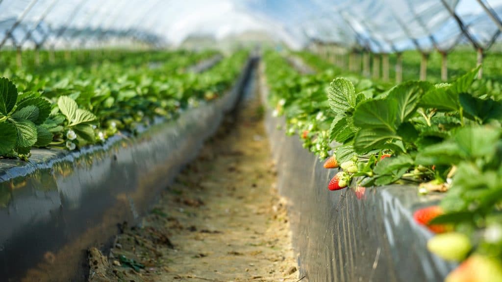 El cultivo de las berries puede ser interior o exterior.