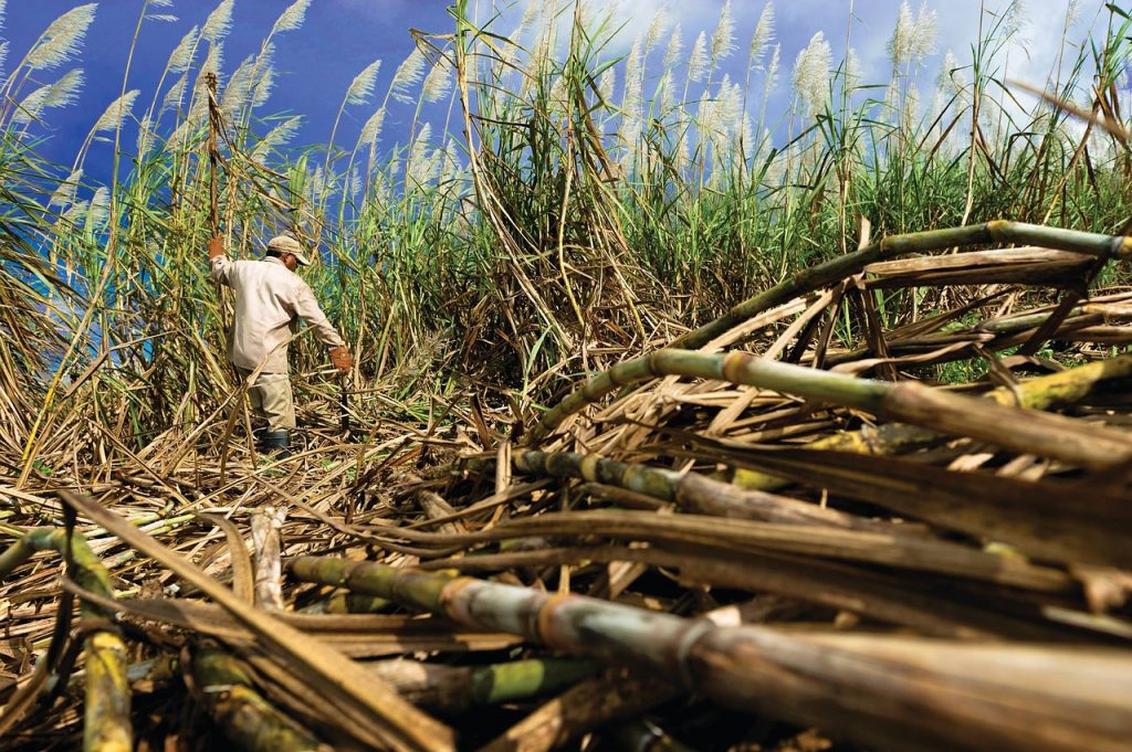 Un jornalero corta la caña de azúcar en una plantación de Centroamérica.