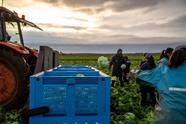 Varios jornaleros trabajan en una plantación después de haber sido reconocidos con agrotecnología de identificación.