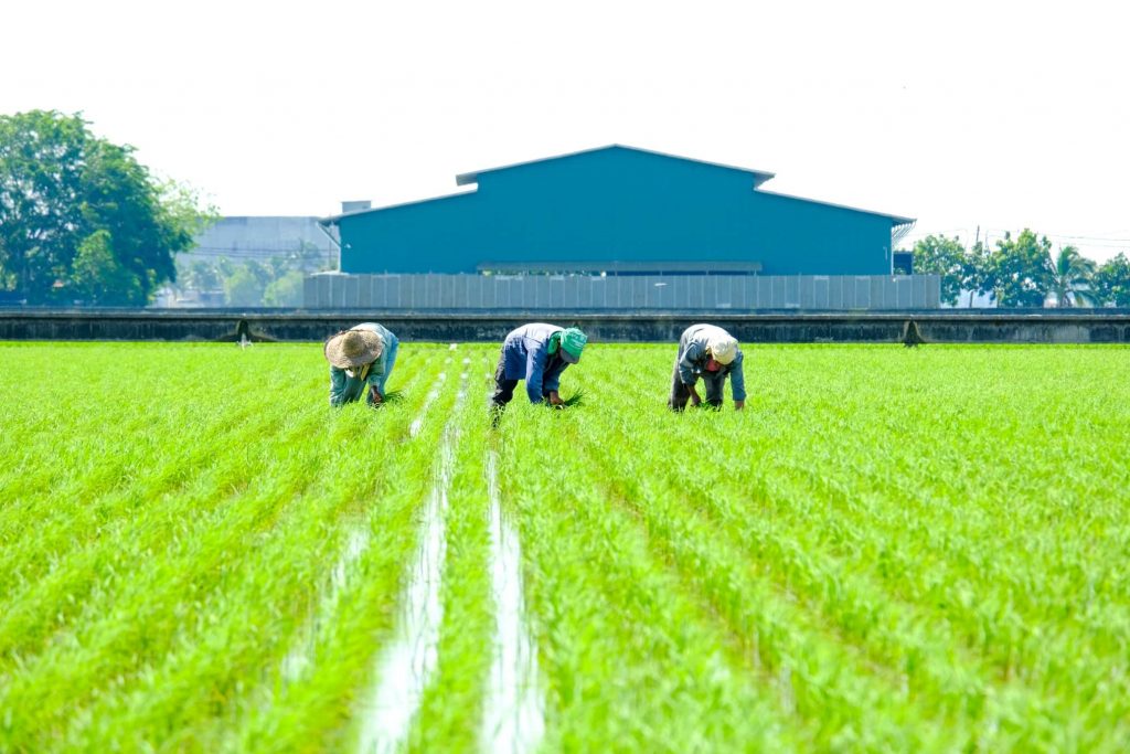 Varios campesinos trabajan en la recolección en el campo.